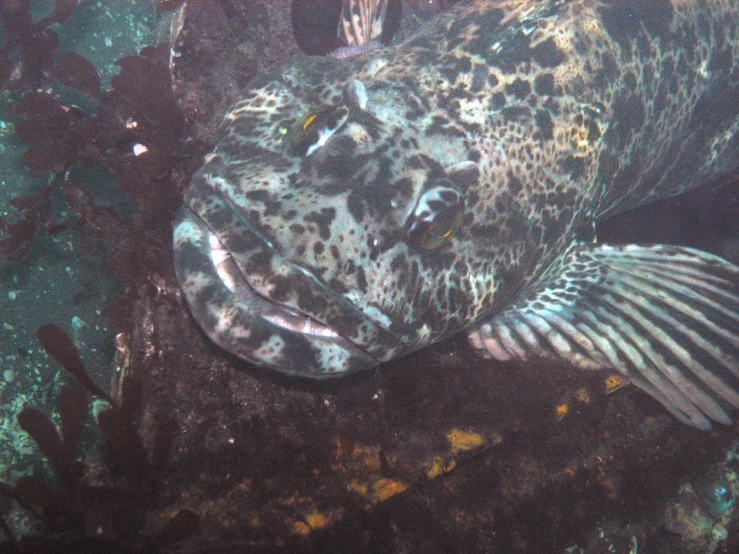 the large black and white fish is under some plants