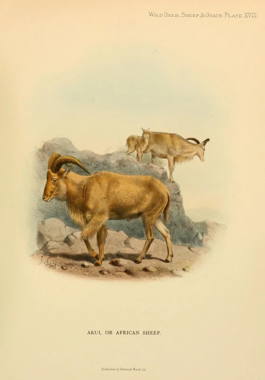 two mountain goats are seen in this image