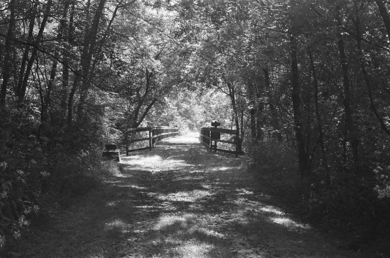 a path in the woods that is very dimly lit