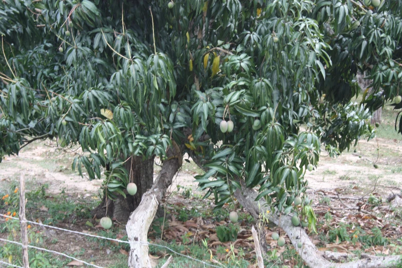 several pears on the tree in a field