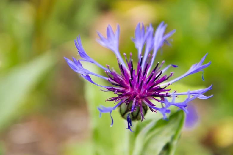 there is a purple flower blooming on the stalk