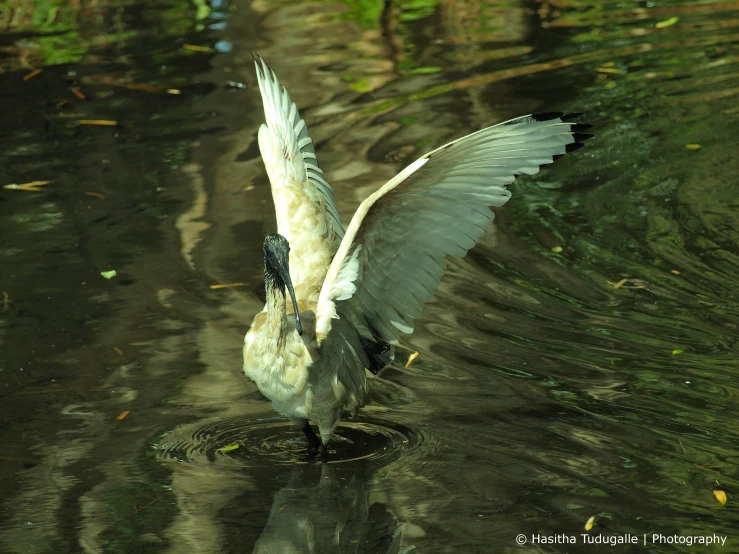 the duck with it's wings extended is taking flight in water