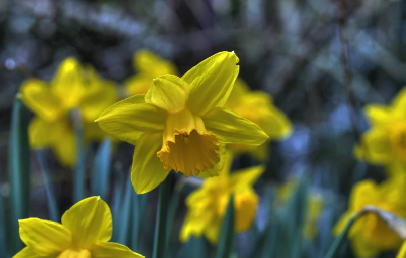 yellow and blue flowers that are next to each other