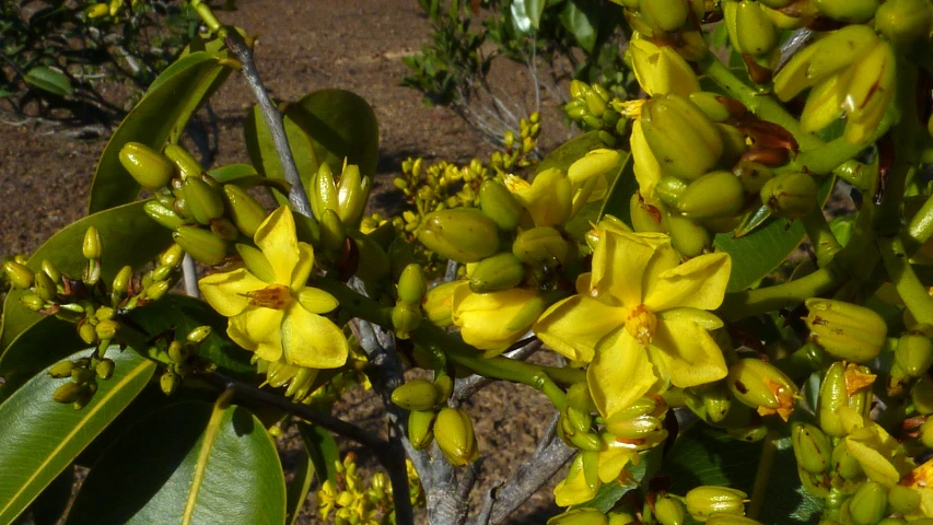 this is a tree that looks like some kind of flowering