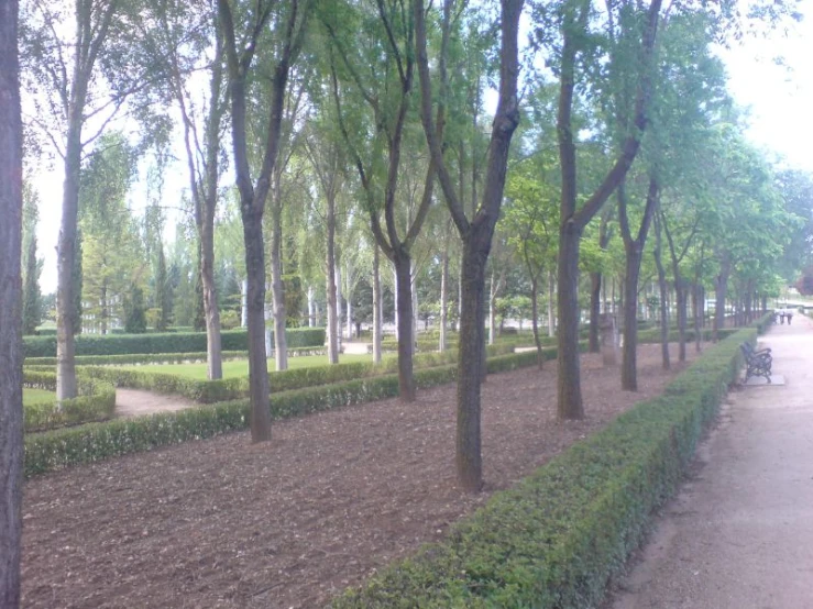 a path lined with trees near a park