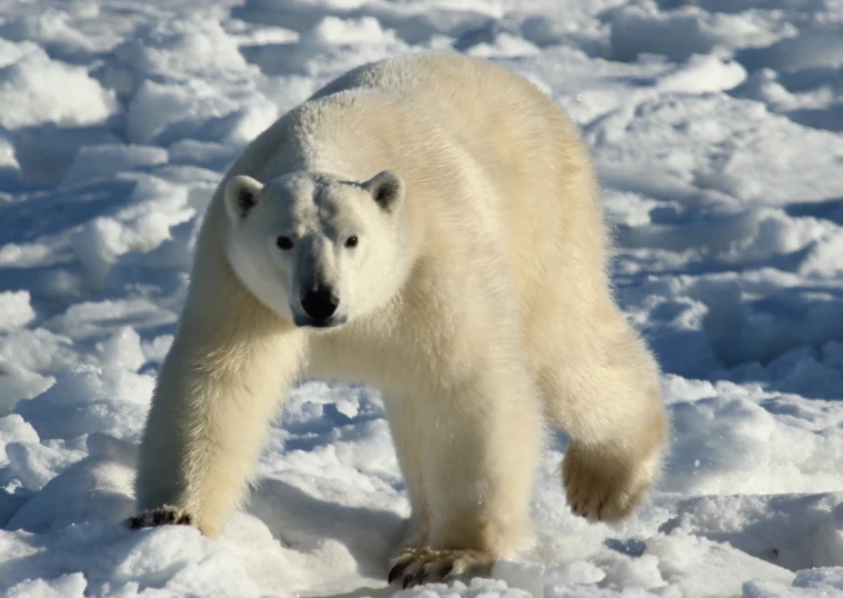 the polar bear is walking across the snow