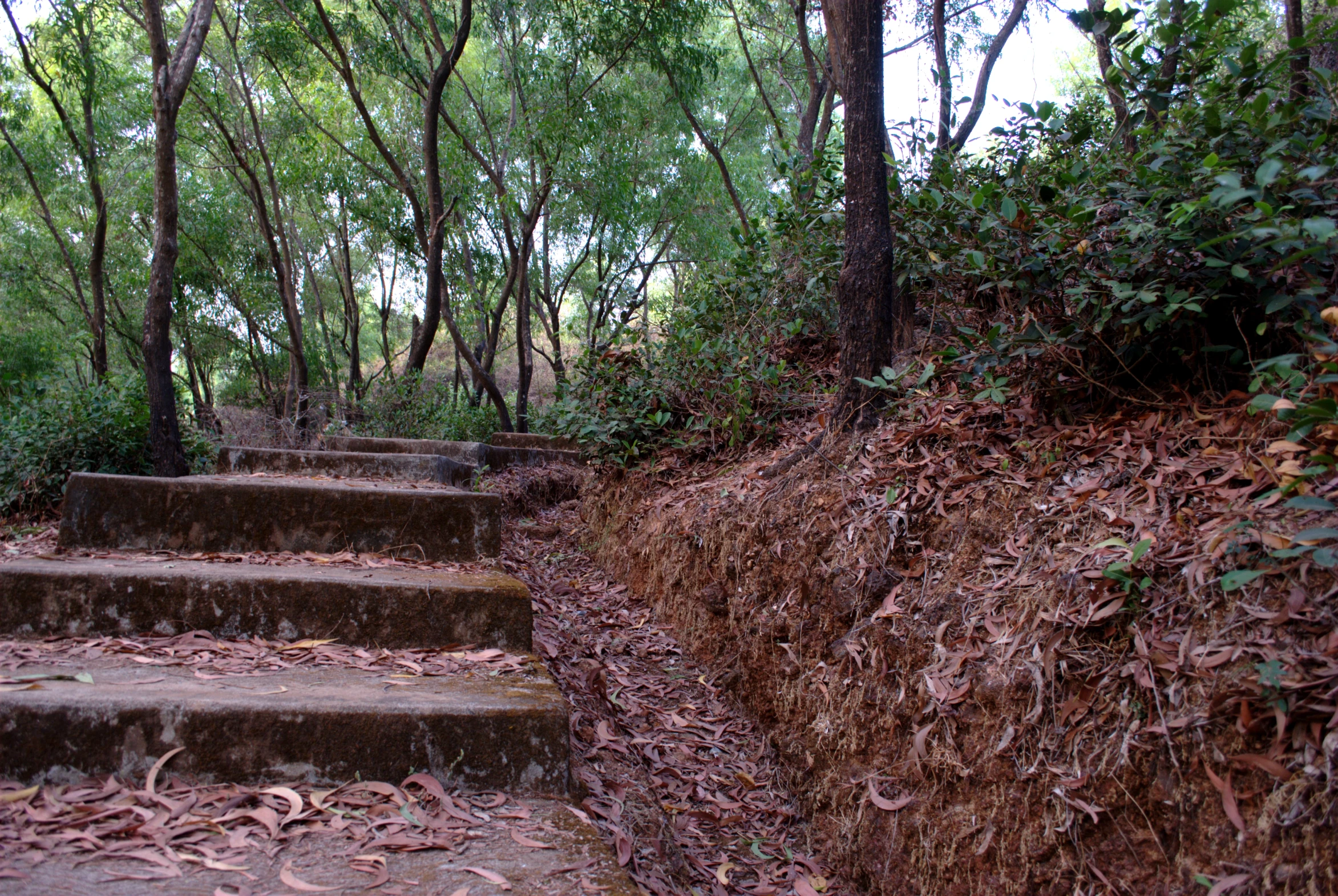 stone steps leading up to the trees in the woods