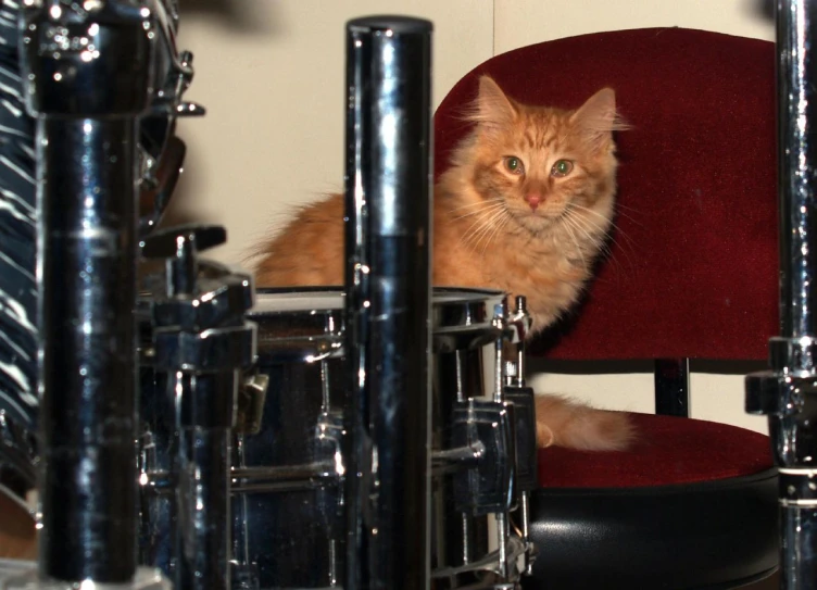 a cat sitting in the center of a desk with a red chair