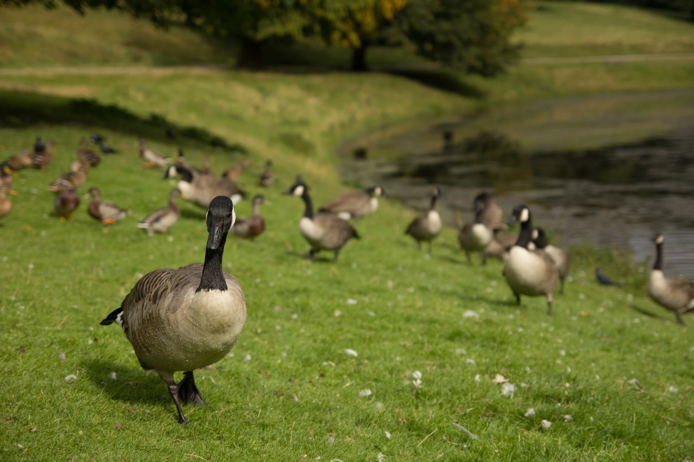 a flock of geese are walking on the grass by the water