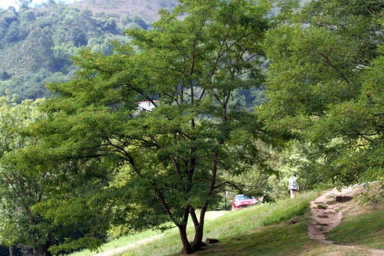 there is a person walking up a hill next to a green tree