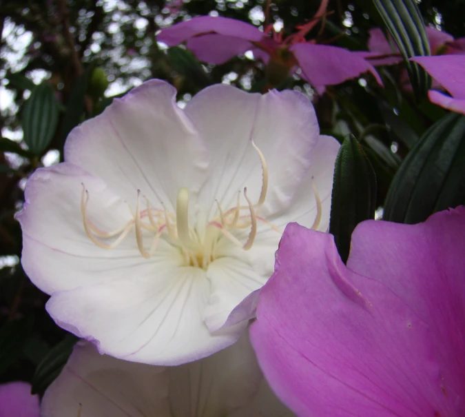 a large flower that is blooming next to other flowers