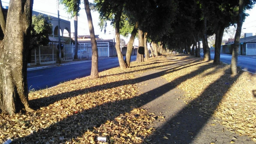 shadows cast from trees on a street and sidewalk