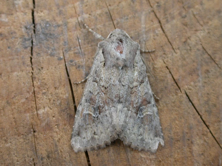 a gray moth sitting on a wooden surface