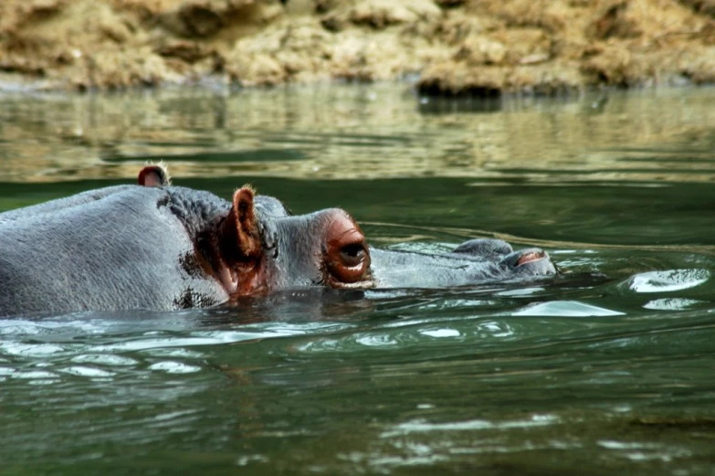 hippopotamus submerged in lake near rocky cliff
