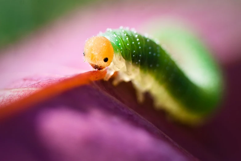 a close up of a caterpillar with a yellow face