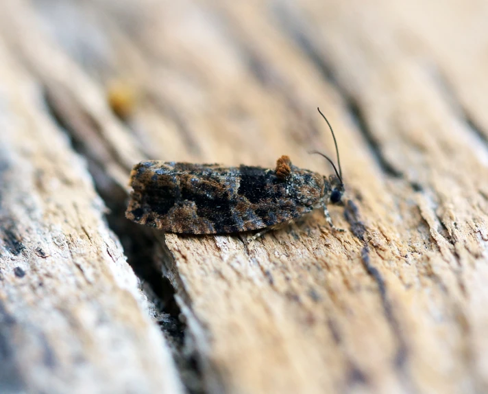 a moth that is sitting on the bark of a wooden plank