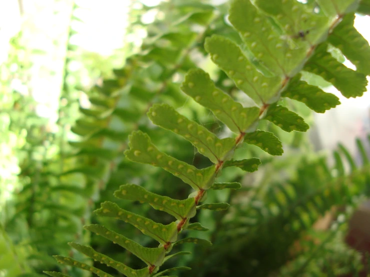 a green fern plant in front of some trees