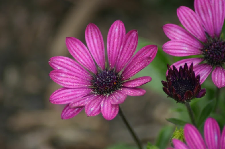 a few purple flowers in the middle of a field