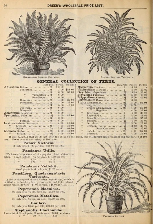 a drawing shows different plants and flowers