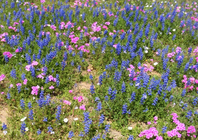 a field that has blue, purple and white flowers growing in it