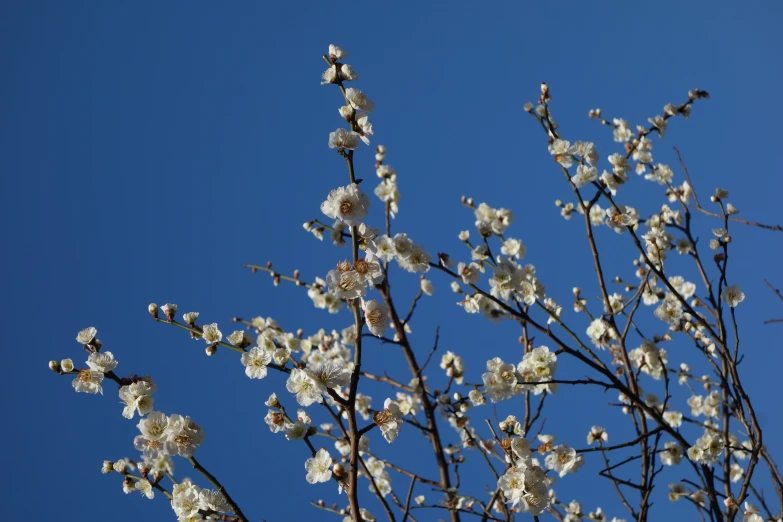 flowers and the blue sky with a small bird in a tree