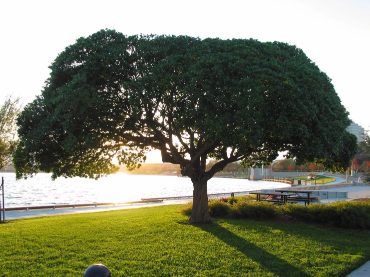 a bench near the side of the road is next to a large tree