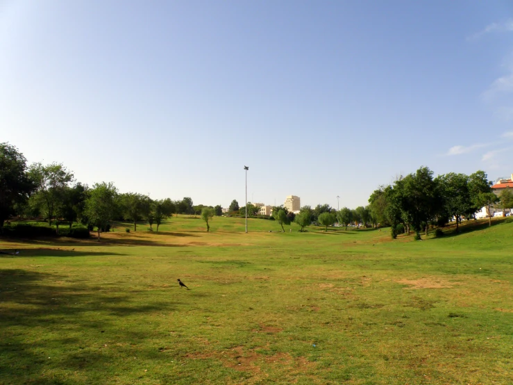 a grassy field with trees and a tall building in the distance