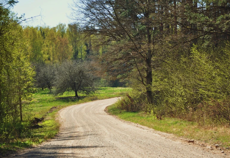 a very narrow road near some trees