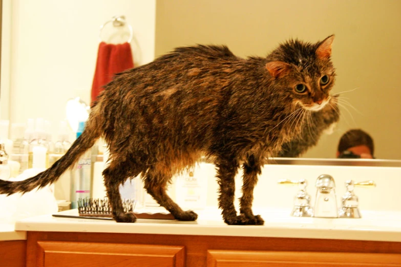 a large brown cat on top of a bathroom sink