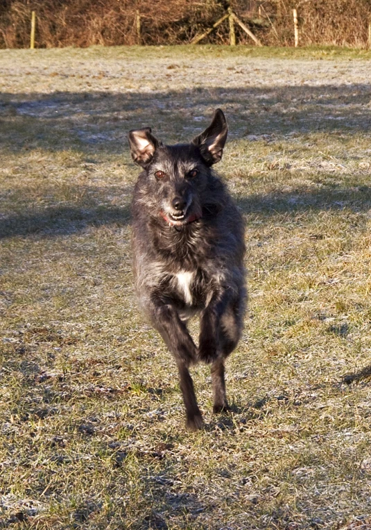 a dog running in the middle of a field