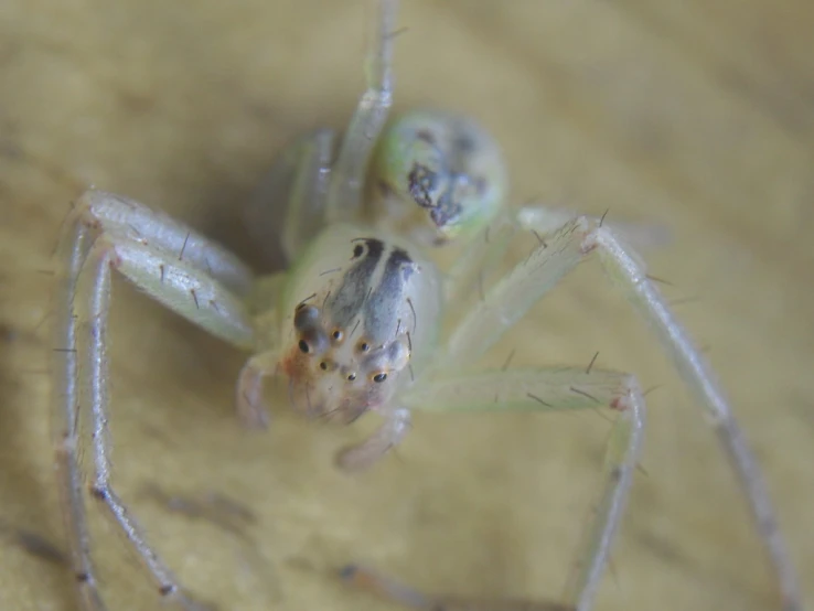 a close up image of a spider on a surface