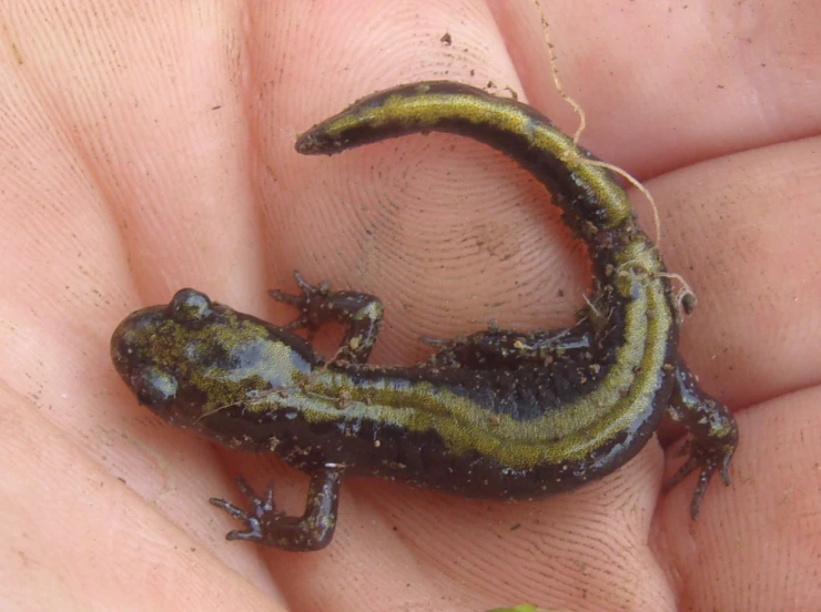 a close up of a person holding a small lizard