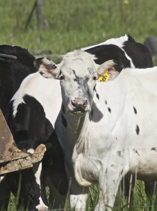 two cows that are standing in the grass