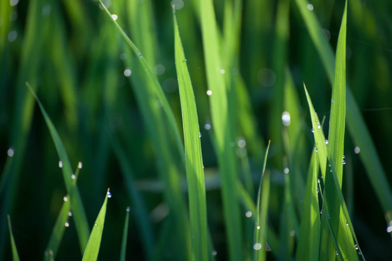 the droplets on grass can be seen on a sunny day