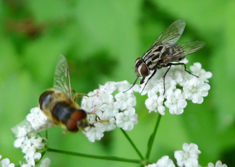 two flys fly over a plant with white flowers