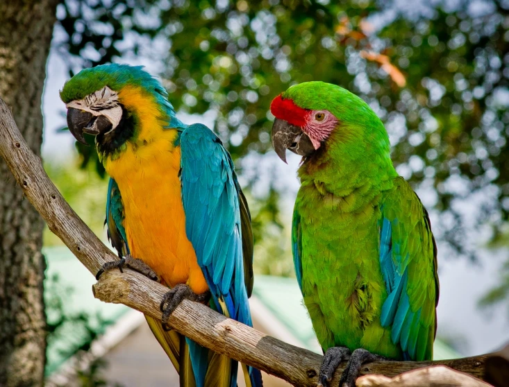 two large blue green yellow and red birds perched on a nch