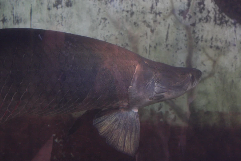 an aquarium with a fish hanging around