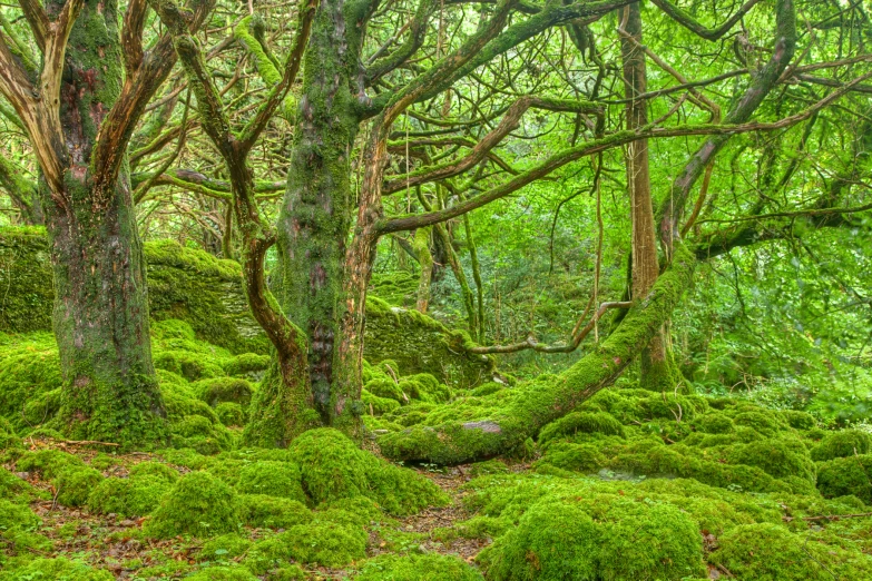 moss covered trees and shrubs in a forest