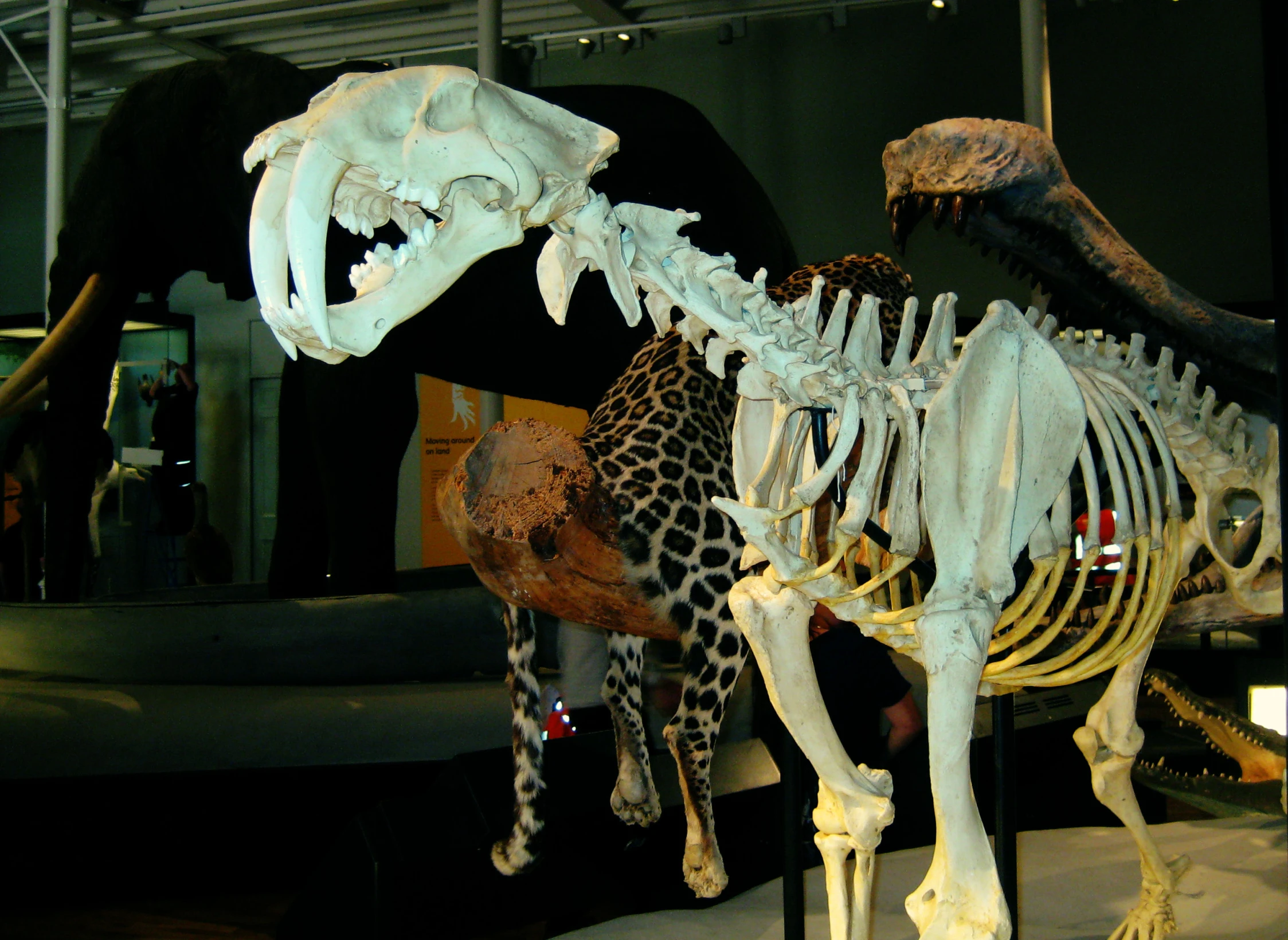 a museum exhibit with an animal skeleton and giraffe skeleton