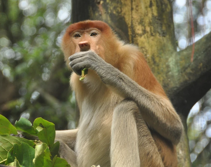 the monkey is sitting and eating on the tree nch