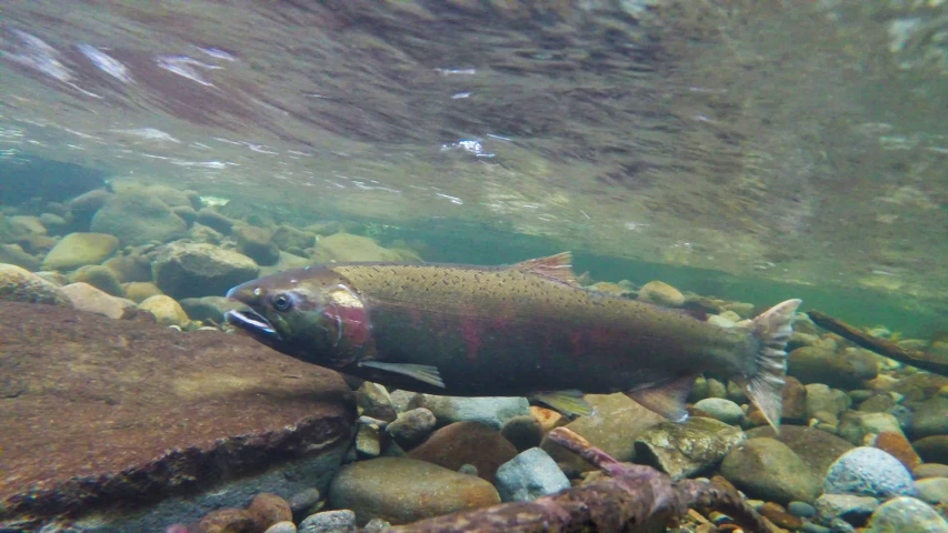 a fish swimming on rocks and water