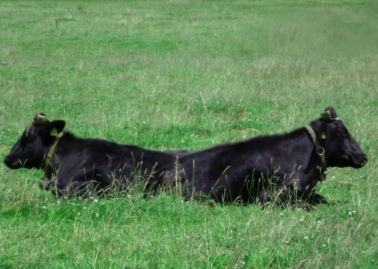 a black cow in a pasture lying down