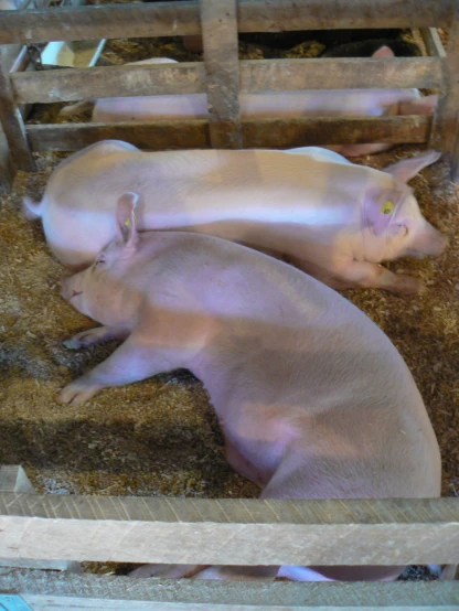 two young pigs lie in a pin full of straw