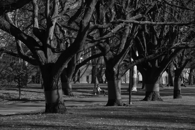 several trees are lined up along the sidewalk