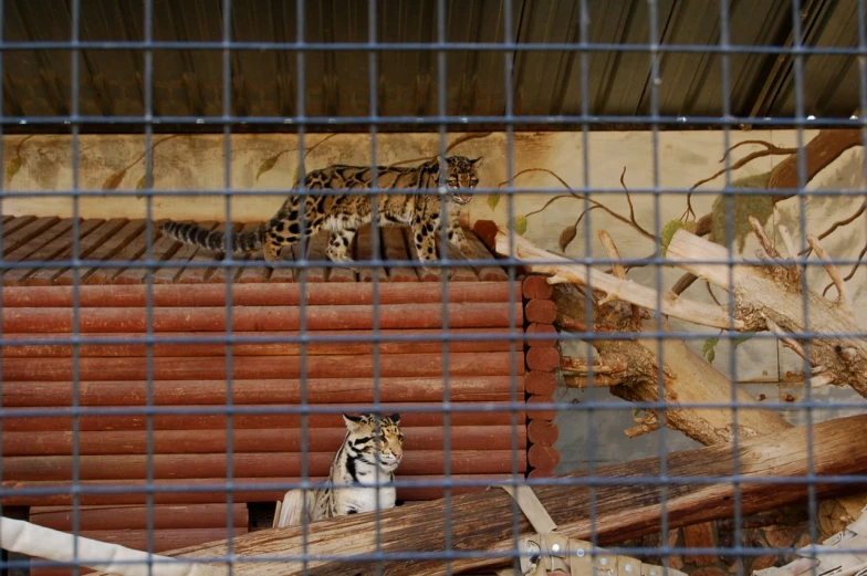 a cat sitting on a ledge in a cage