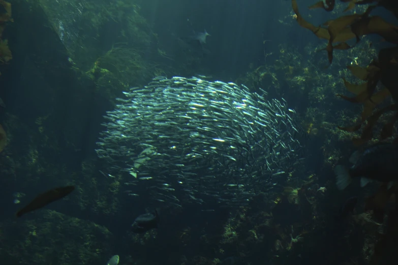 many fish in a large aquarium