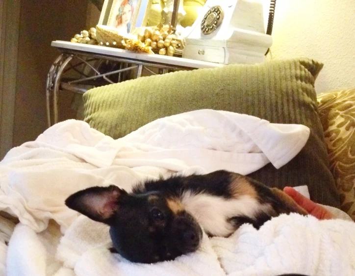 an adorable puppy laying on a bed covered in blankets