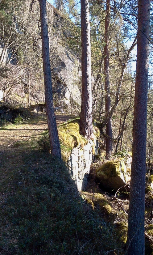 a view of a grassy path in the woods