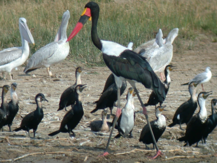 several birds that are standing around in the dirt