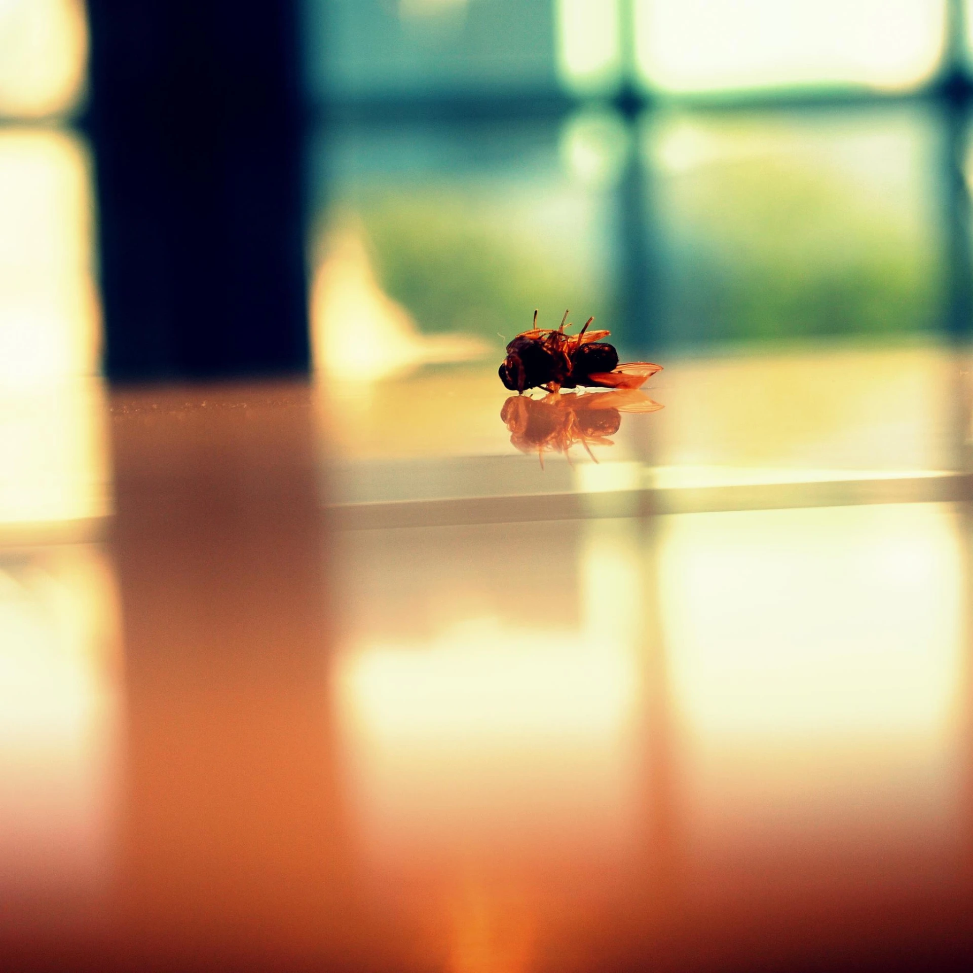 a single flower on the floor near a window